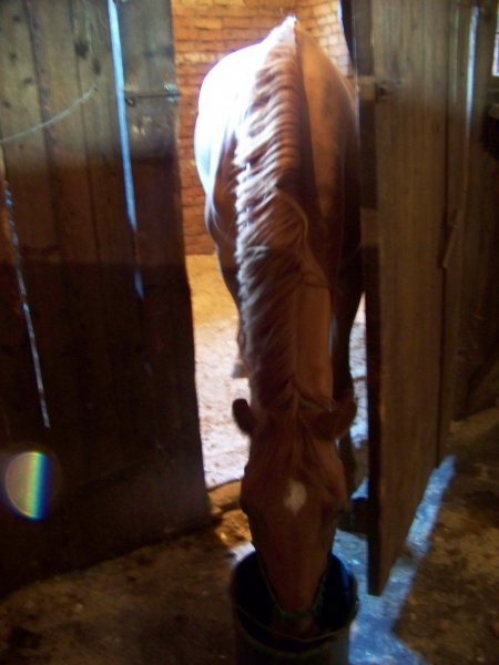 Лошадь пьет из ведра