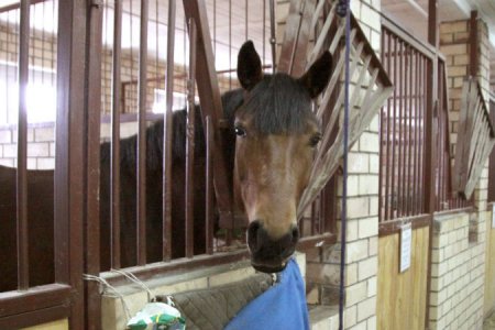 Ежегодный Кубок мэра по конному спорту пройдет в конце ноября