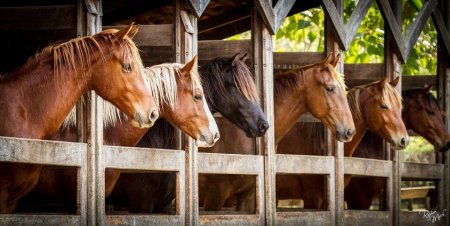 Требования зоогигиены и профилактики к содержанию лошадей