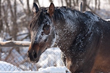 Фото лошади в снегу