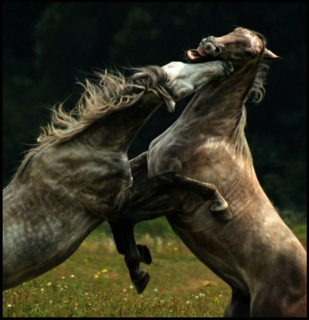 Лошади кусаются