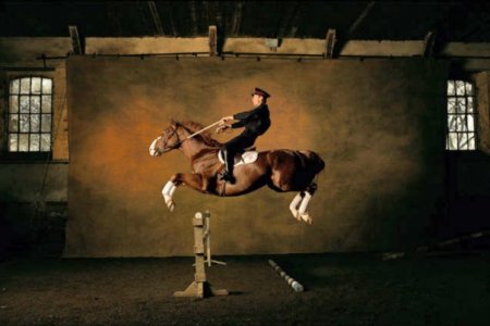 Французская верховая лошадь (сель):Фото, происхождение, описание