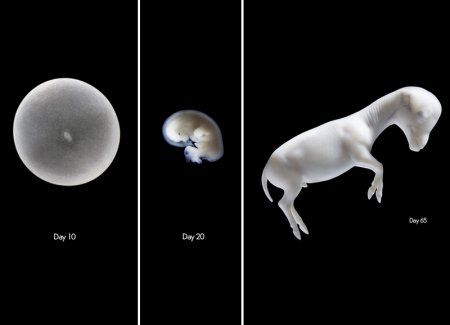 Эмбрионы лошади