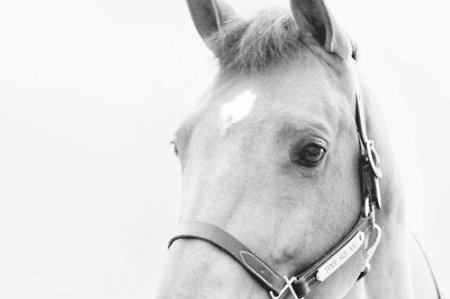 НИИ «Микроб» покупает 13 племенных лошадей