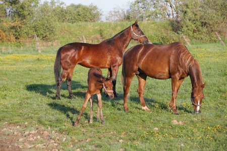 Кобылы с жеребенком