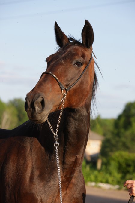 Фото лошади гнедой масти