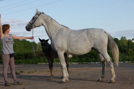 Фото кобылы с жеребенком