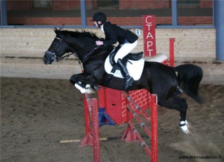 Вороная лошадь прыгает через препятствие