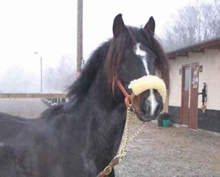Фото французского верхового пони вороной масти