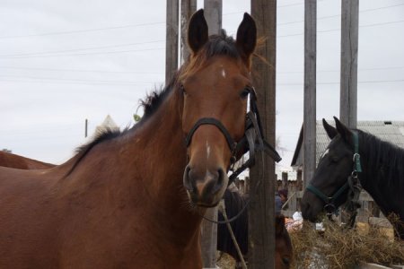 Молодой благовещенец украл лошадь стоимостью 150 тысяч рублей