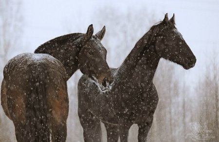 Гаишники Новосибирска спасли лошадей от холода и голодной смерти
