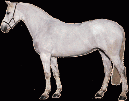 Фото пони породы коннемара серой  масти