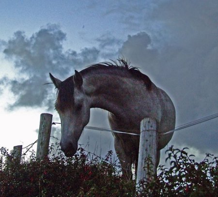 Фото пони породы коннемара серой  масти