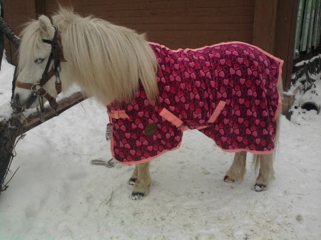 Фото серого пони в попоне зимой