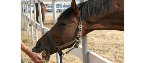 Лошади на пермском ипподроме могут погибнуть от холода