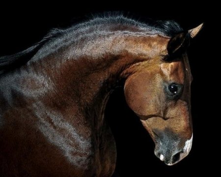 Ганноверская порода (Ганноверы) лошадей: фото, описание, история происхождения