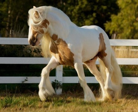 Фото лошади породы тинкер