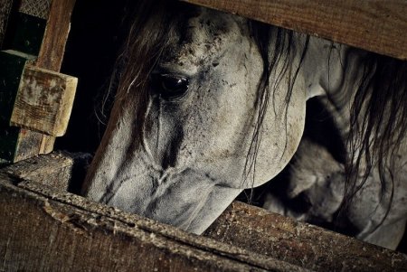 Фото лошади серой в гречку масти