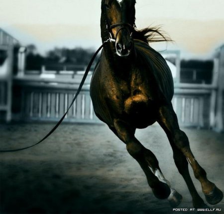 Фото скачущей лошади