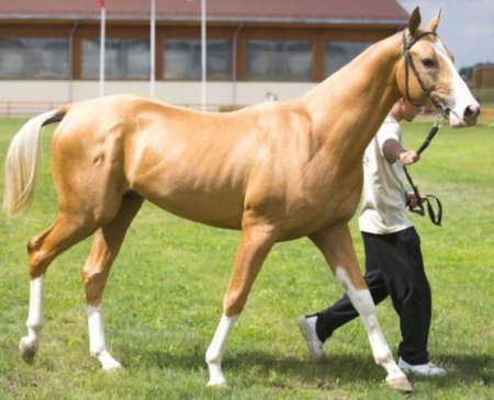 Лошадь идёт шагом