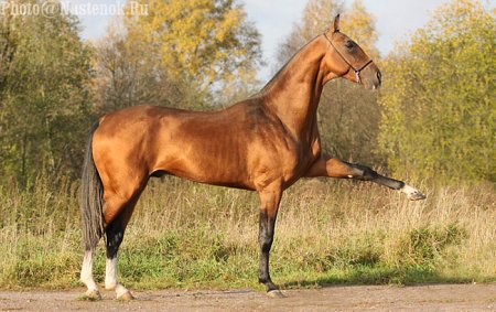 Испанский шаг