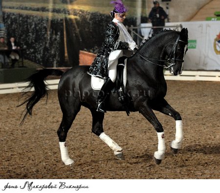 Вороной конь