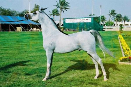 Мозаика арабская лошадь. Онлайн игра про лошадей