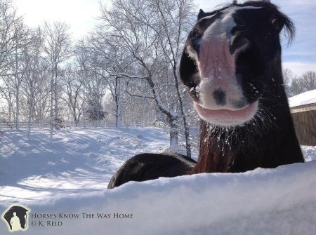 Фото лошади вороной масти