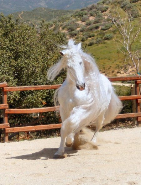 Фото лошади серой масти
