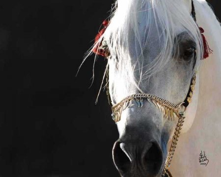 Конь в славянской мифологии