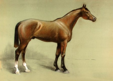 Английская скаковая