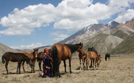 Дойка кобыл