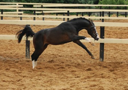 Фото лошади ганноверской породы