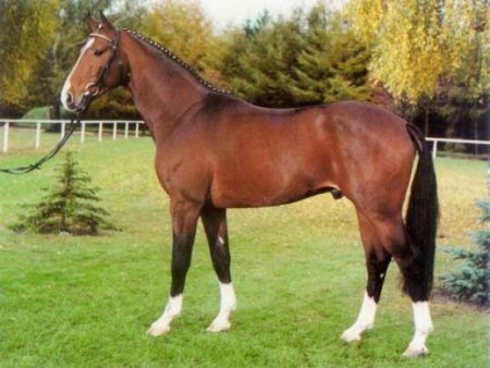 Фото лошади ганноверской породы