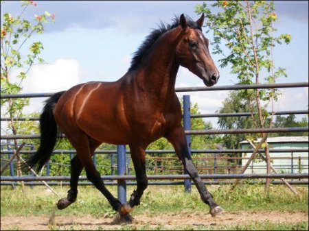 Фото лошади ганноверской породы гнедой масти