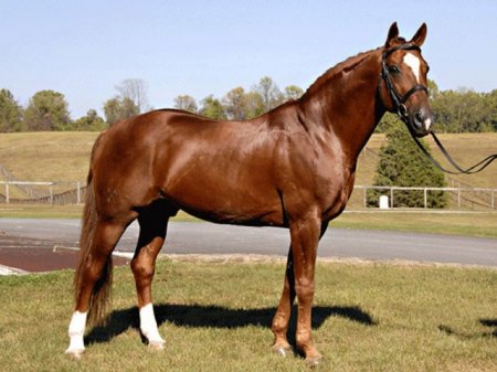 Фото лошади ганноверской породы рыжей масти