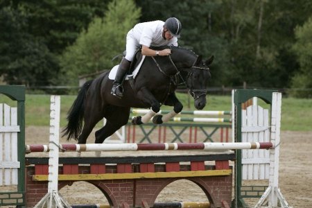 Фото лошади ганноверской породы