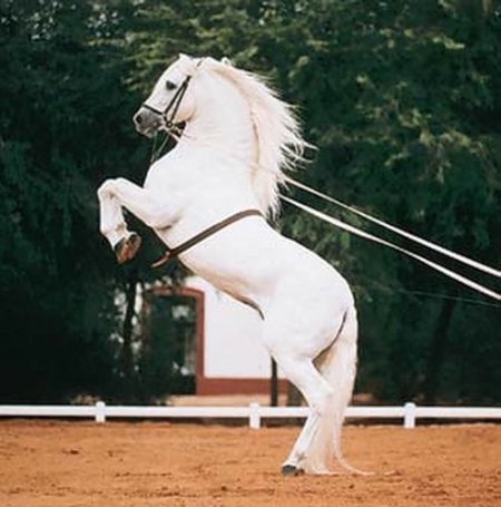 Фото лошади липпицианской породы