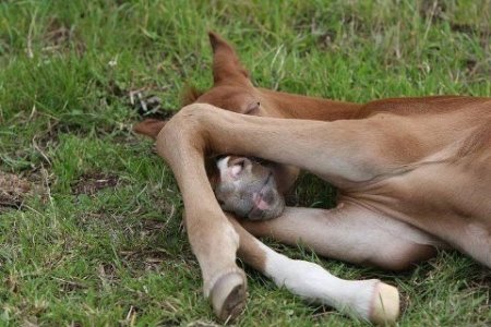 Фото рыжего жеребенка