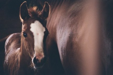 Фото рыжего жеребенка