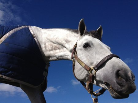 Фото лошади серой масти