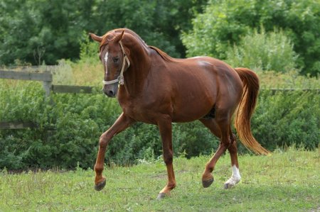 Тракененская порода лошадей