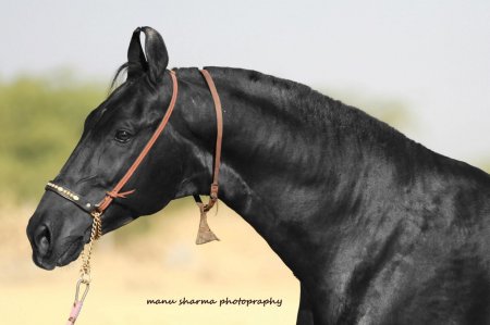 Фото лошади породы марвари вороной масти