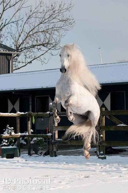 Фото лошади серой масти