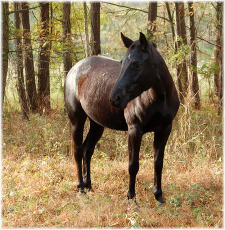 Жеребец по кличке Камбест