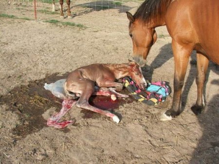 Кобыла с новорожденным жеребенком