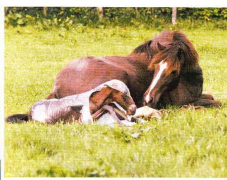 Кобыла рожает