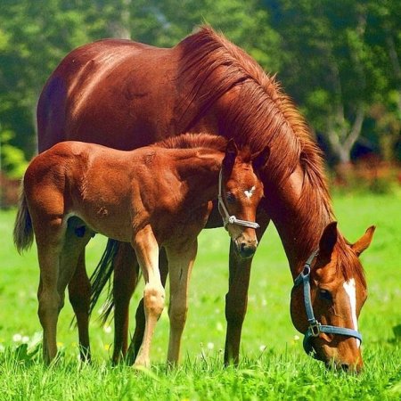 Фото лошади с жеребёнком