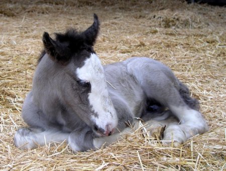 Фото спящего жеребёнка