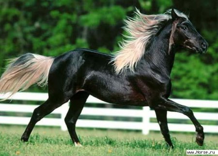 Фото лошади